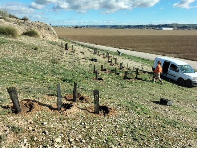 Reforesta, a Spanish non-profit organization in their efforts to fight desertification and restore vegetation. Our donation funded the planting of  130 trees in Villamanrique de Tajo, a municipality in Madrid. This initiative not only enhances biodiversity in the area but also improves water retention and offers numerous other benefits. The Tajo Valley, known for its agricultural landscape and diverse herbaceous vegetation, predominantly features grasses and various shrub